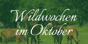 Wildwochen im Oktober