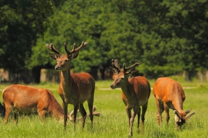 Wildwochen im Restaurant Hotwagner